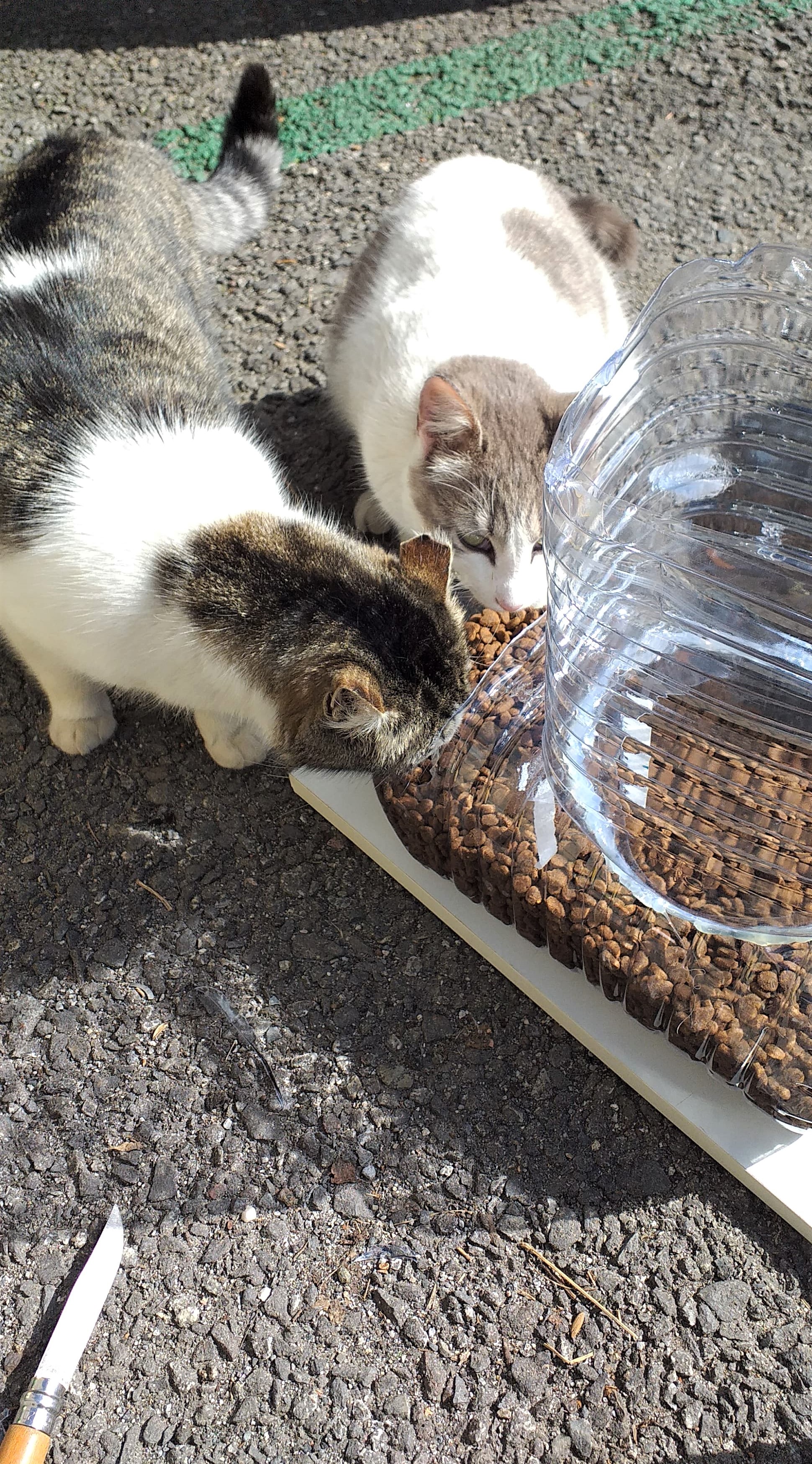 ligeramente rastro gasolina Comederos caseros para gatos de colonias – Gats i miau Andorra